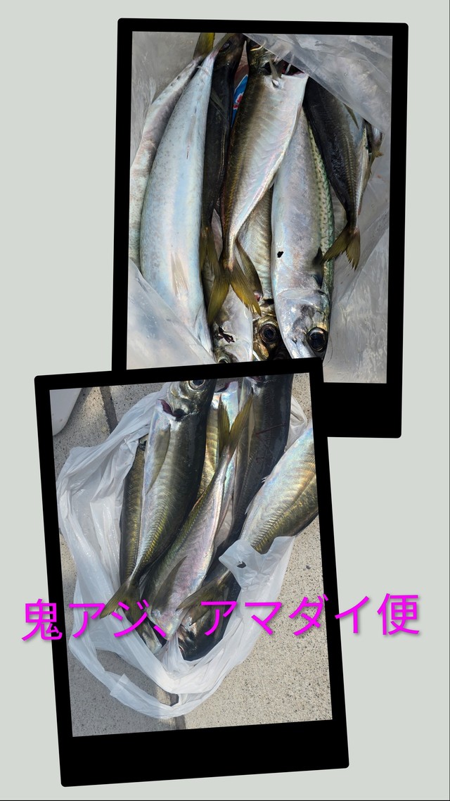 アジ(マアジ)・サバ(マサバ)