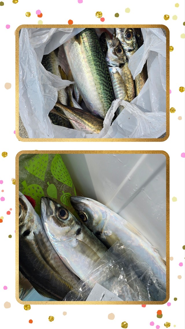 アジ(マアジ)・サバ(マサバ)