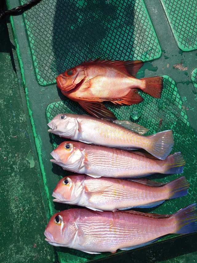 アマダイ(アカアマダイ)