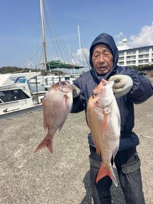 マダイ