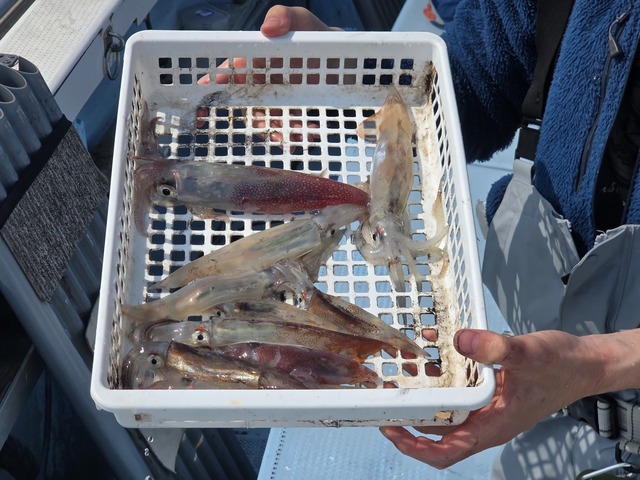 マルイカ(ケンサキイカ)