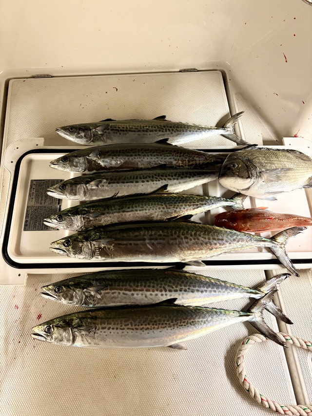 クロダイ・サワラ・ホウボウ