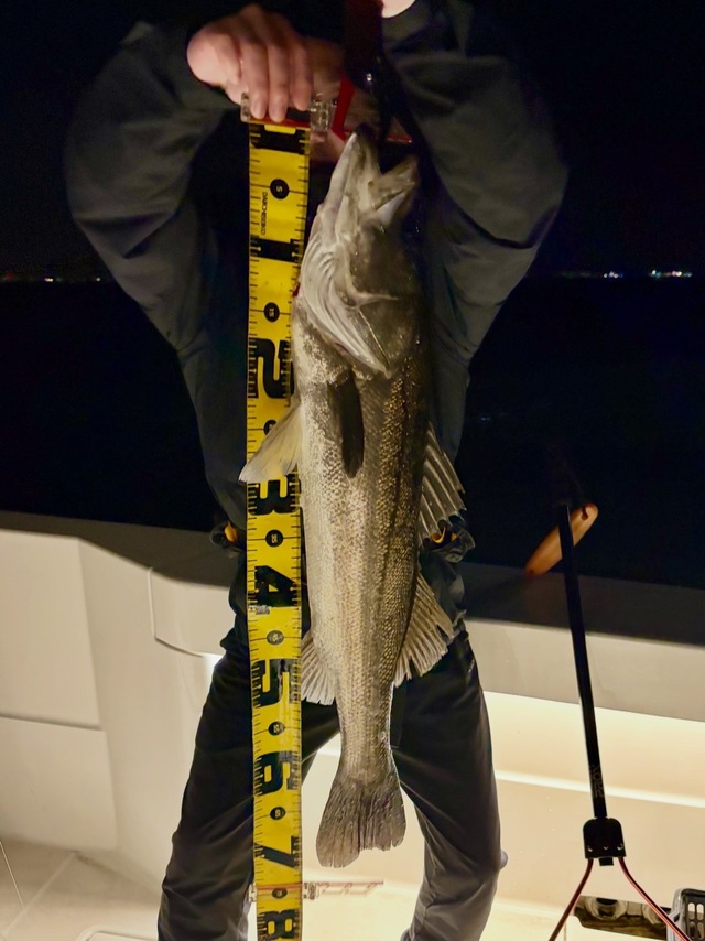 シーバス(スズキ)