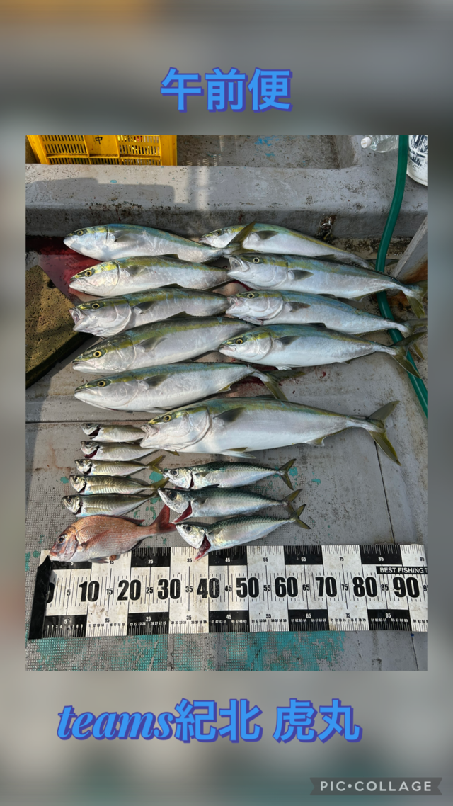 タイ(マダイ)・アジ(マアジ)・ブリ・メジロ(ブリ)・マサバ