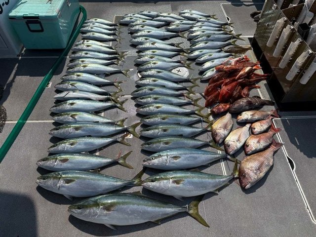 マダイ・ハマチ(ブリ)・ホウボウ