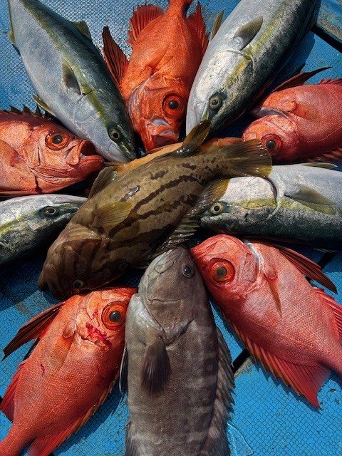 マハタ・イナダ(ブリ)・キントキ(チカメキントキ)・ヒラメ