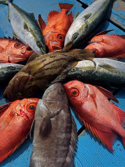 マハタ・ホウキハタ・キジハタ・イナダ(ブリ)・キントキ(チカメキントキ)