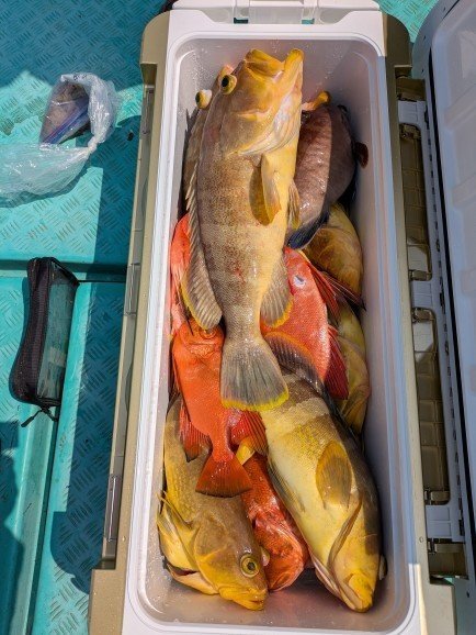 アオハタ・チカメキントキ