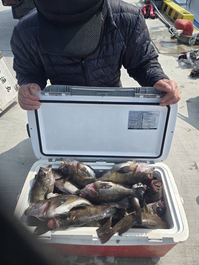 メバル(ウスメバル)