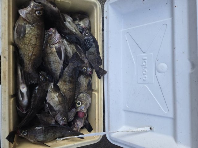 メバル(ウスメバル)