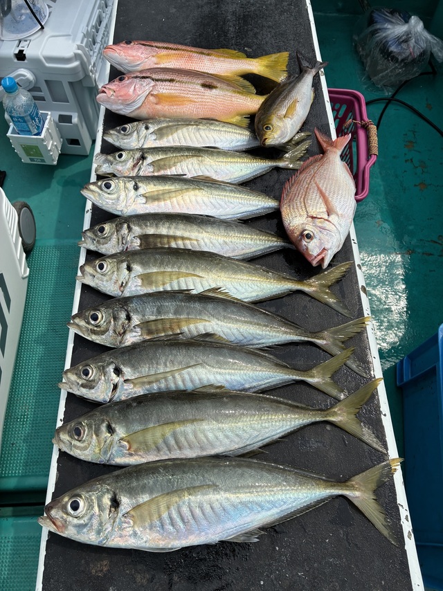 マダイ・マアジ