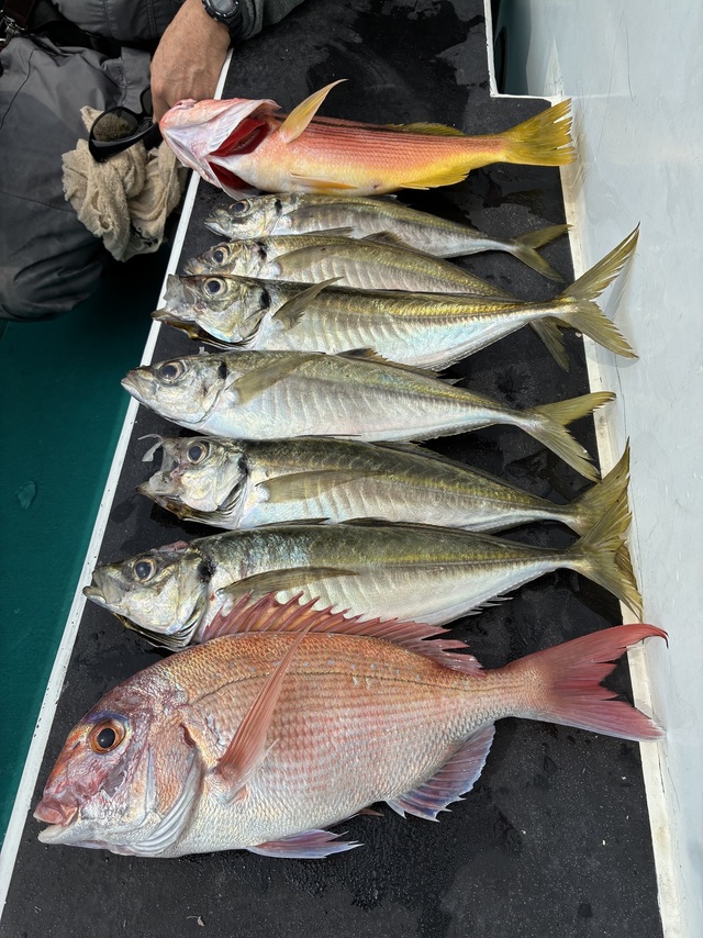 マダイ・マアジ