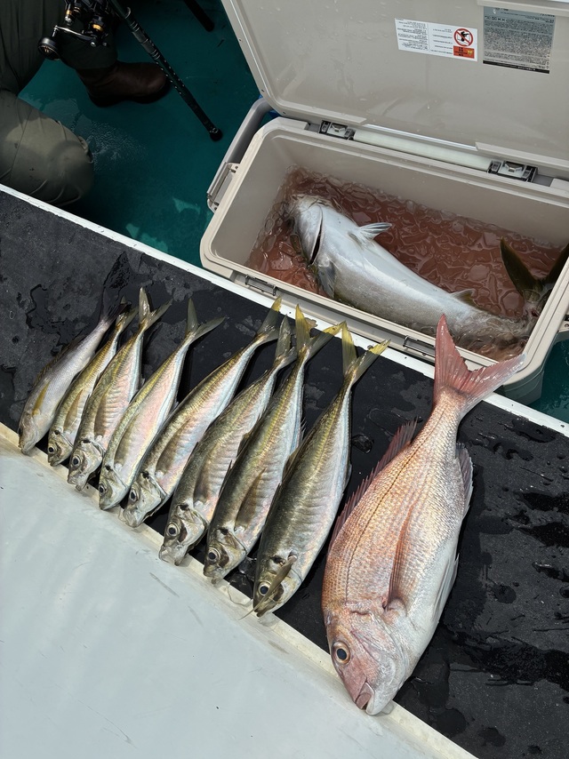 マダイ・マアジ・ブリ