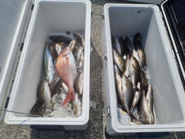 マダイ・ムロアジ・イサキ