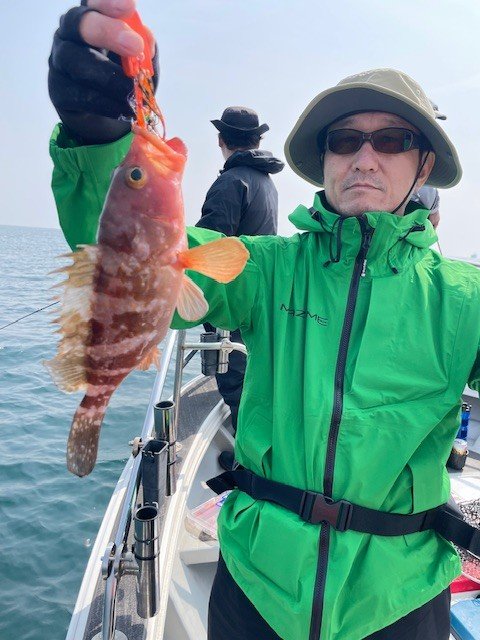 アコウ(キジハタ)