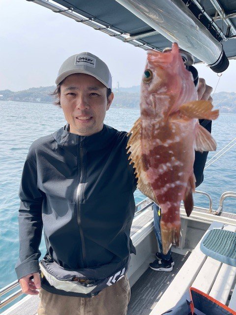 アコウ(キジハタ)