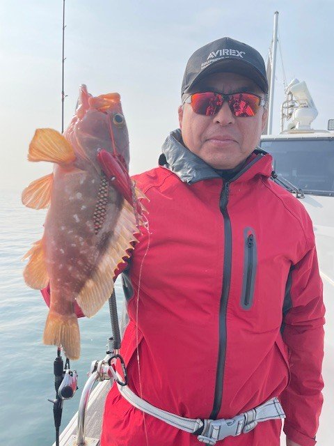 アコウ(キジハタ)