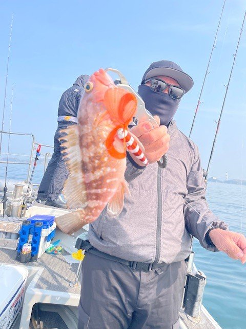 アコウ(キジハタ)