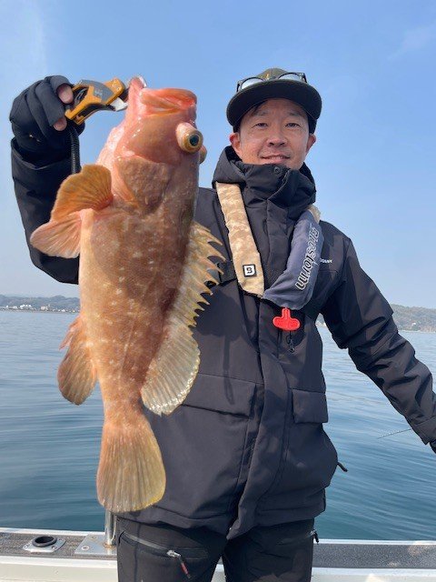 アコウ(キジハタ)