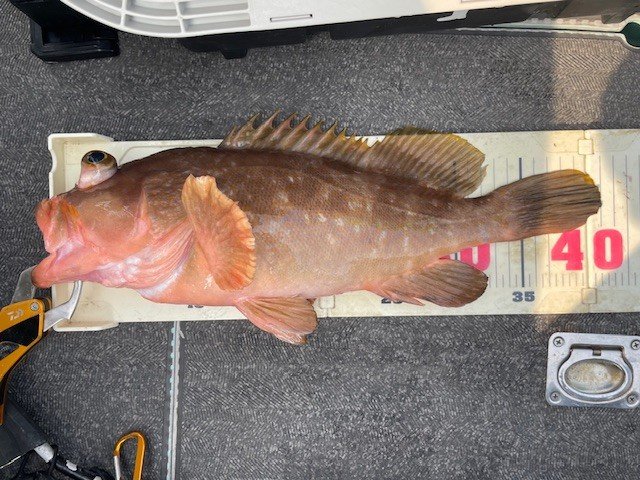 アコウ(キジハタ)