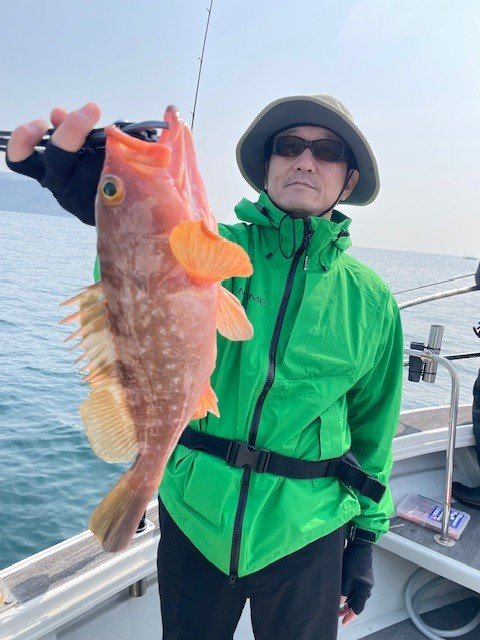 アコウ(キジハタ)