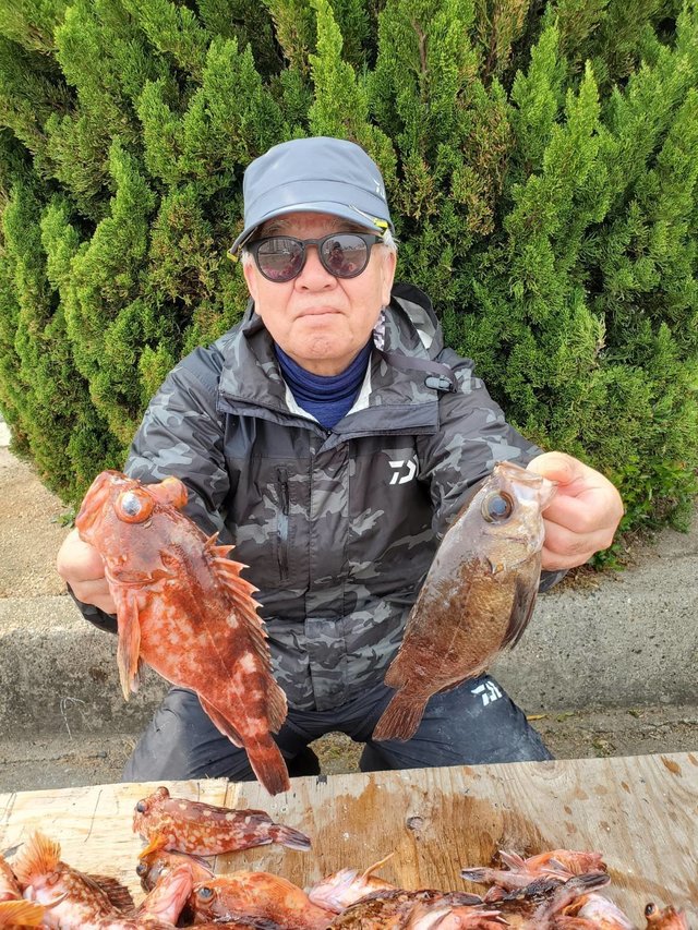 ガシラ(カサゴ)・メバル