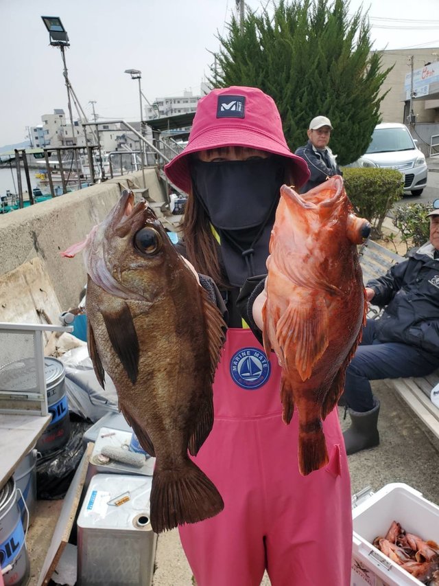 ガシラ(カサゴ)・メバル