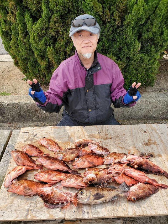 ガシラ(カサゴ)・メバル