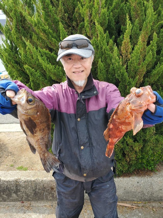 ガシラ(カサゴ)・メバル