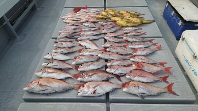 マダイ・アオナ(アオハタ)