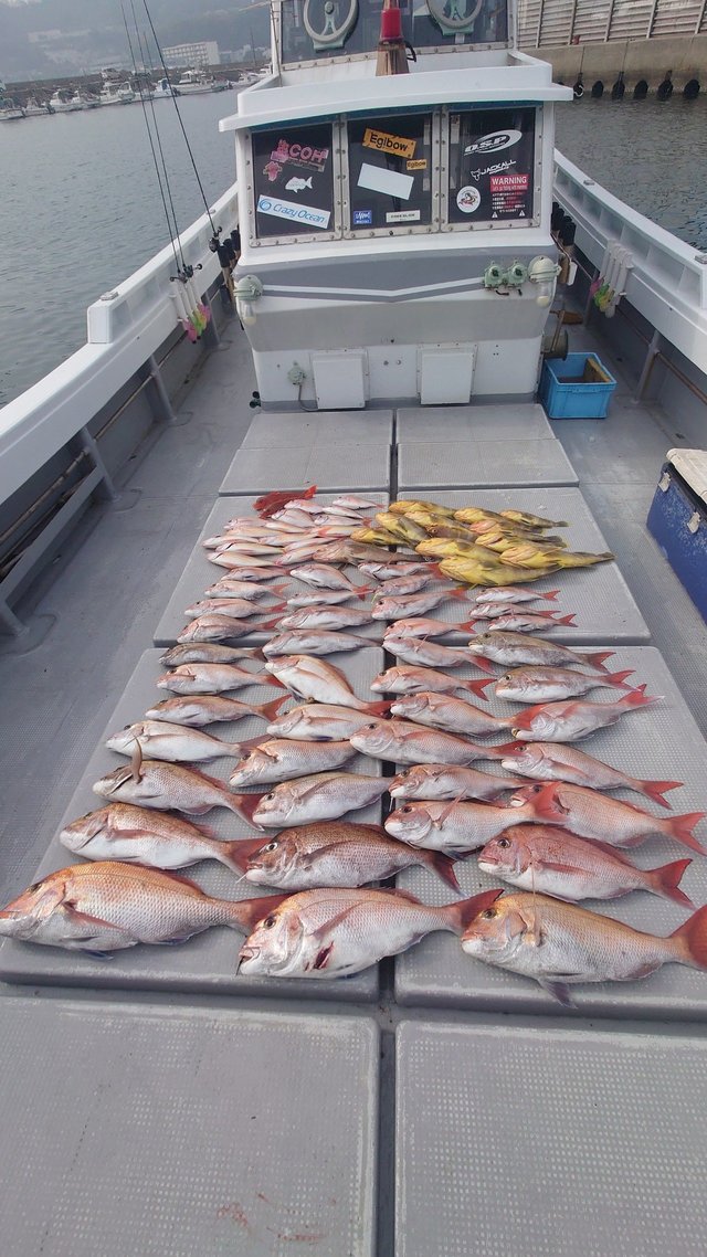 マダイ・アオナ(アオハタ)