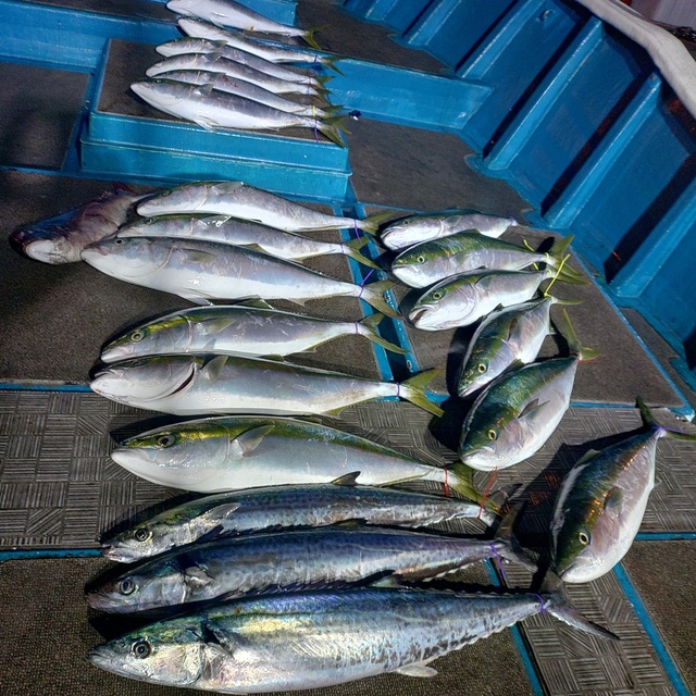 メジロ(ブリ)・サワラ