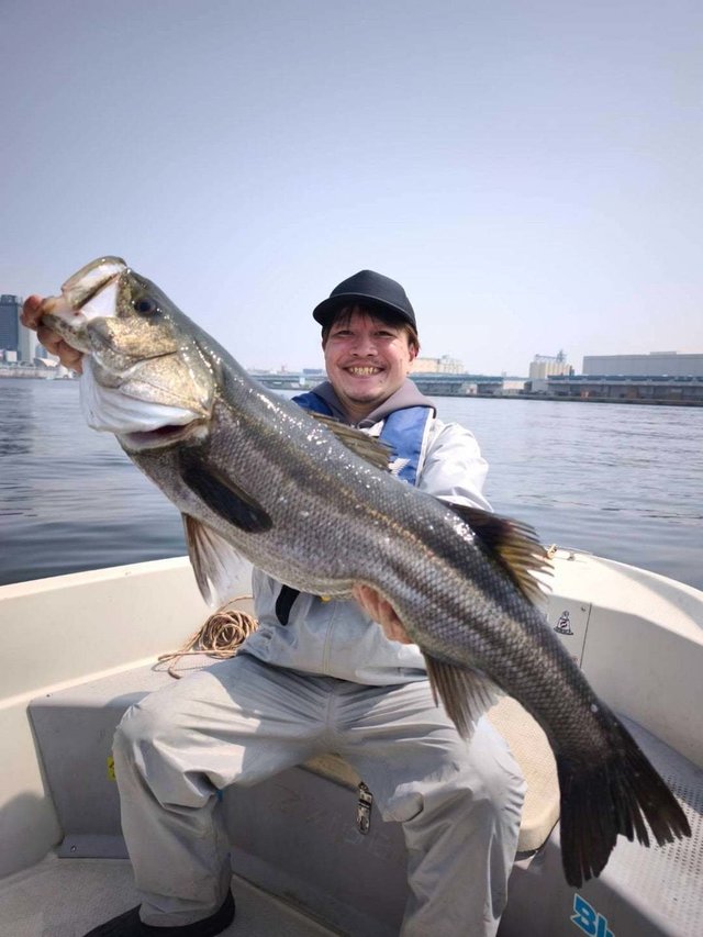 シーバス(スズキ)