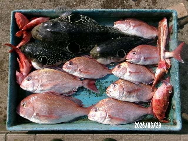 マダイ・カサゴ・ホウボウ・トラフグ