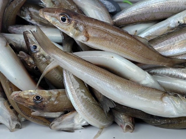 シロギスの釣果写真