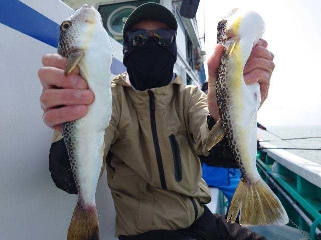 ショウサイフグ