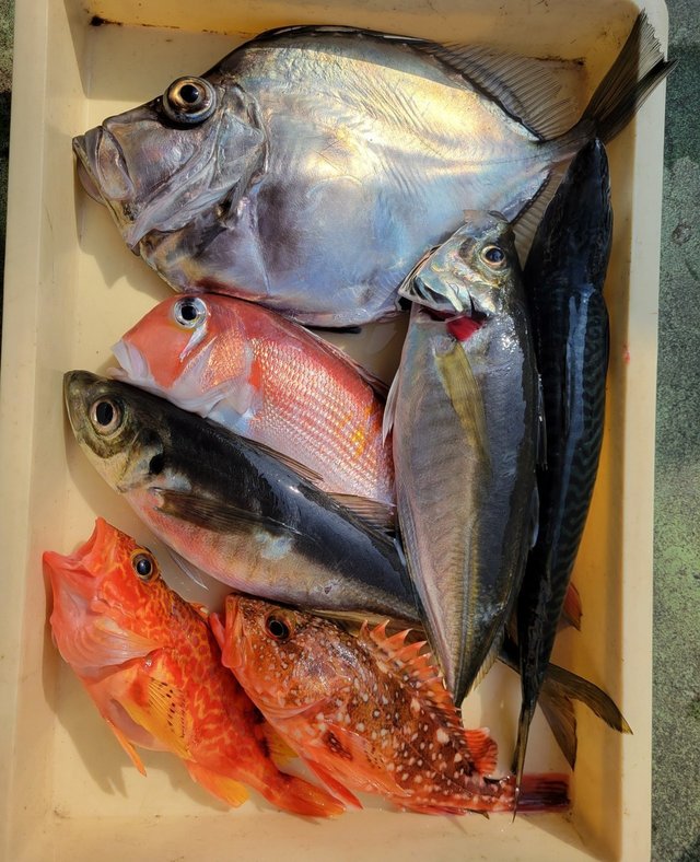 アジ(マアジ)・アマダイ(アカアマダイ)・カサゴ・アヤメカサゴ・カガミダイ・サバ(ゴマサバ)