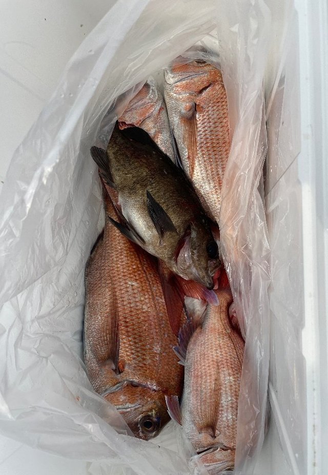 タイ(マダイ)・メバル