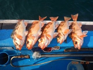 オキメバル(ウスメバル)