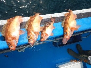 オキメバル(ウスメバル)