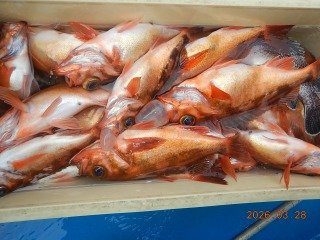 オキメバル(ウスメバル)