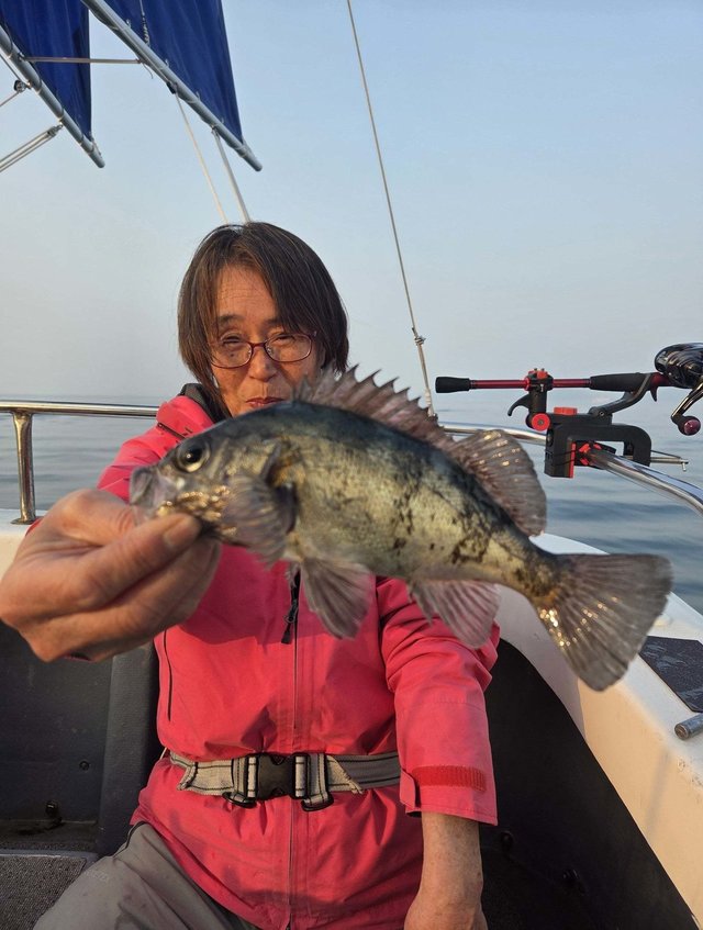 クロメバル(メバル)