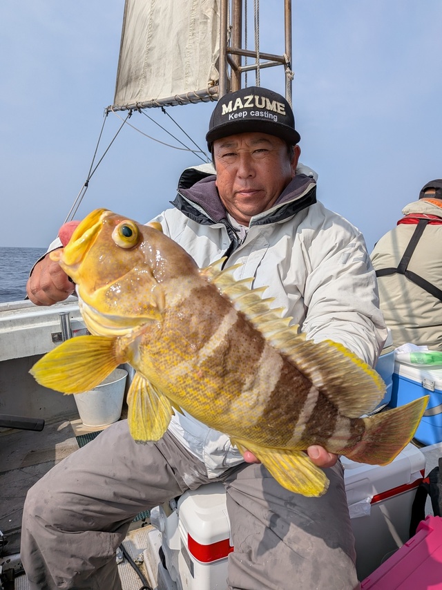 アオナ(アオハタ)