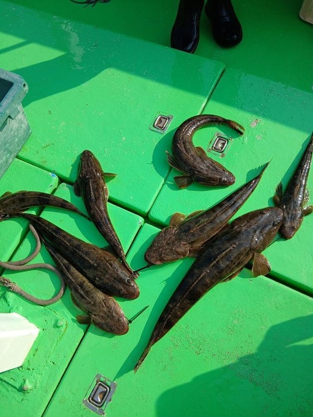 マゴチの釣果写真