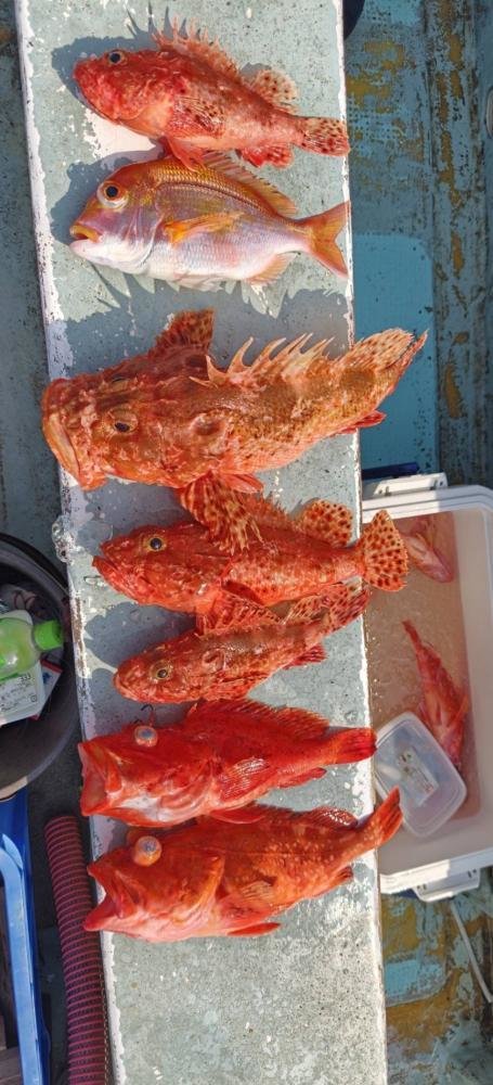 キダイ・オニカサゴ