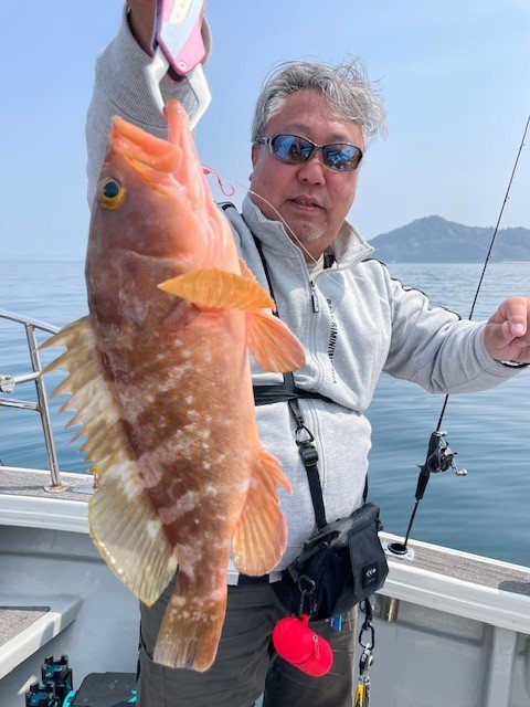 アコウ(キジハタ)