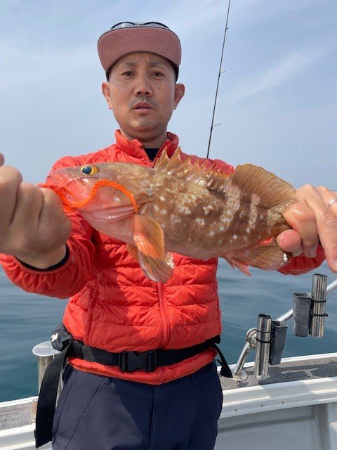 アコウ(キジハタ)