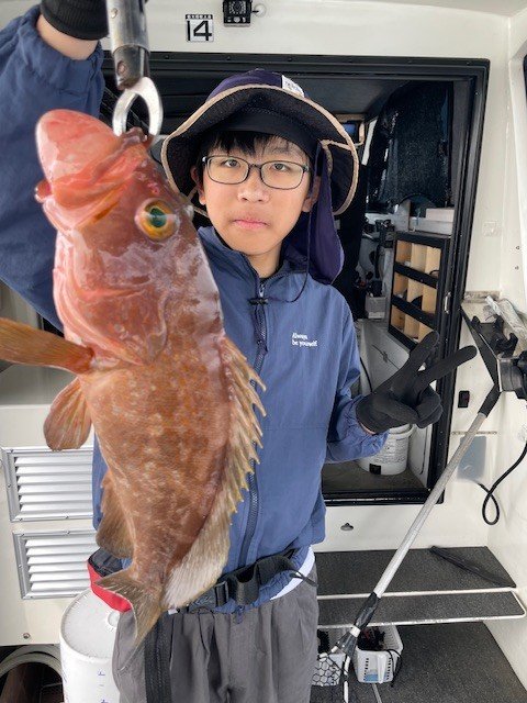 アコウ(キジハタ)