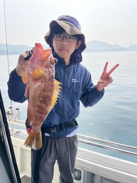 アコウ(キジハタ)