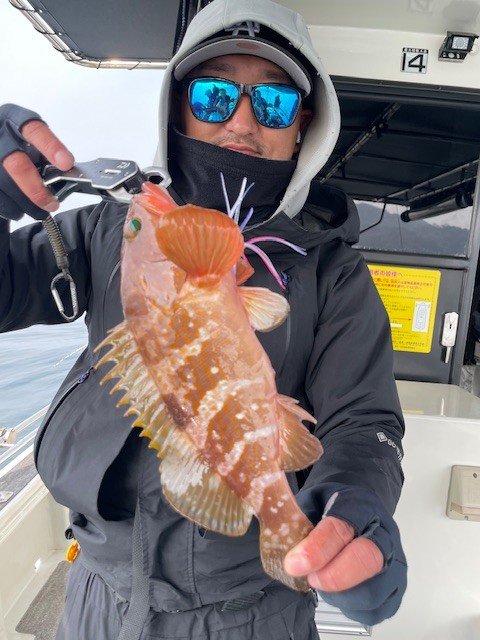 アコウ(キジハタ)